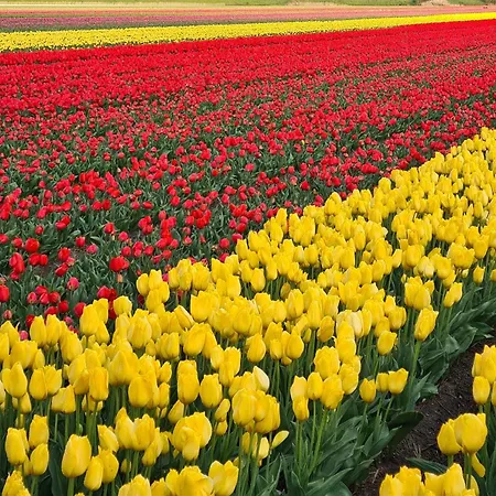 Blaarkop Bullekroffie Апартаменты Oudesluis (North Holland)