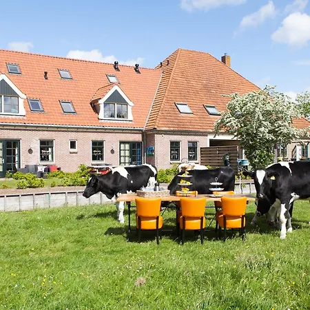 Blaarkop Bullekroffie * Oudesluis (North Holland)